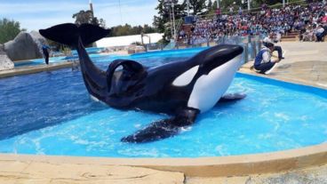 "Los acuarios no proporcionan ninguna clase de aporte educativo".