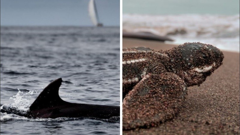 El 64 % del ecosistema marino está en aguas internacionales.