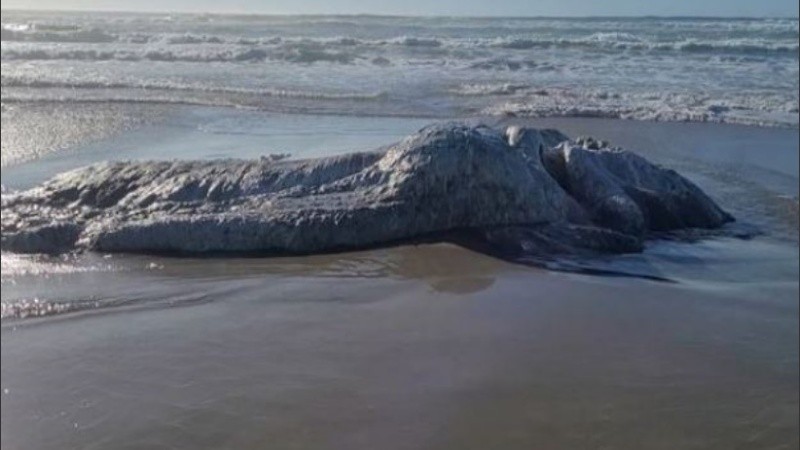 En las imágenes de la criatura no hay pistas obvias sobre su identidad.