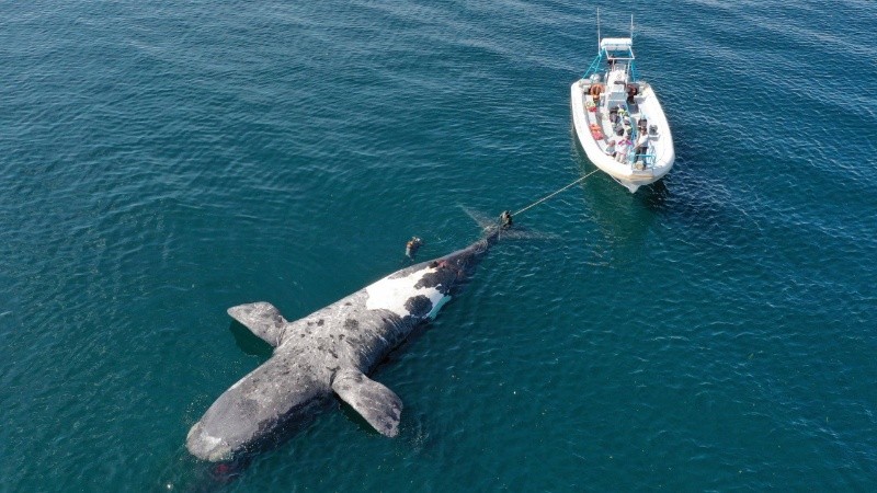 Una toxina nociva causó la muerte de 26 especímenes adultos y 4 juveniles.
