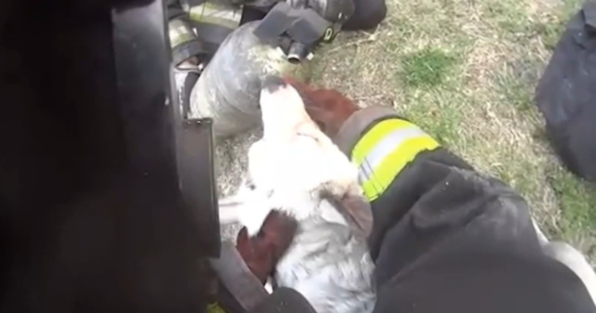 Video: conmovedor rescate de un perro del incendio de su vivienda en ...