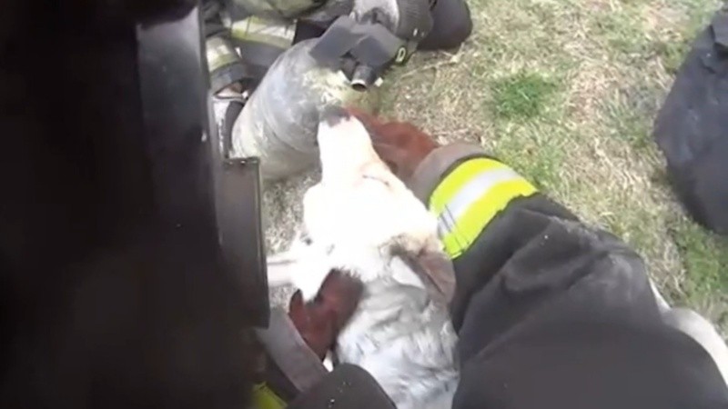 El momento en el que un bombero rescata al perro y le dan agua. 