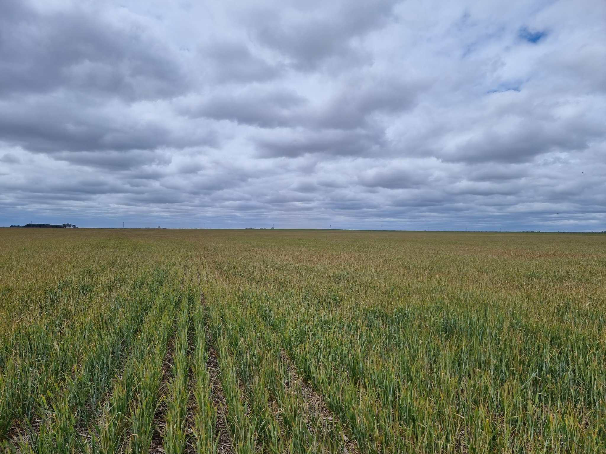 En el centro norte santafesino arrancó la cosecha de trigo y se espera ...