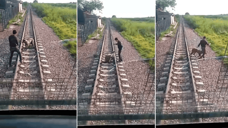 El maquinista del tren grabó el momento en el que se encontraron con el perro.