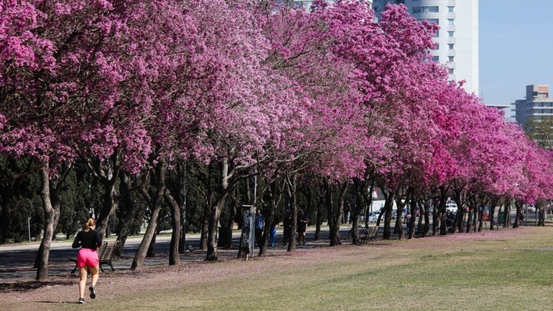 La primavera en todo su explendor en Rosario. 