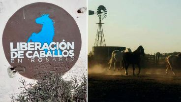 La ONG recibe a caballos maltratados y se encarga de cuidarlos hasta que estén en buenas condiciones.