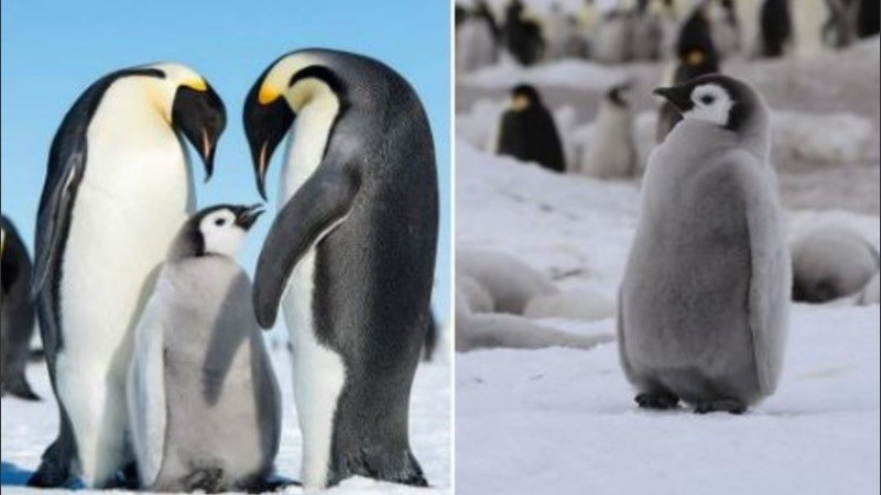 La especie de pingüino más grande del mundo está en riesgo.