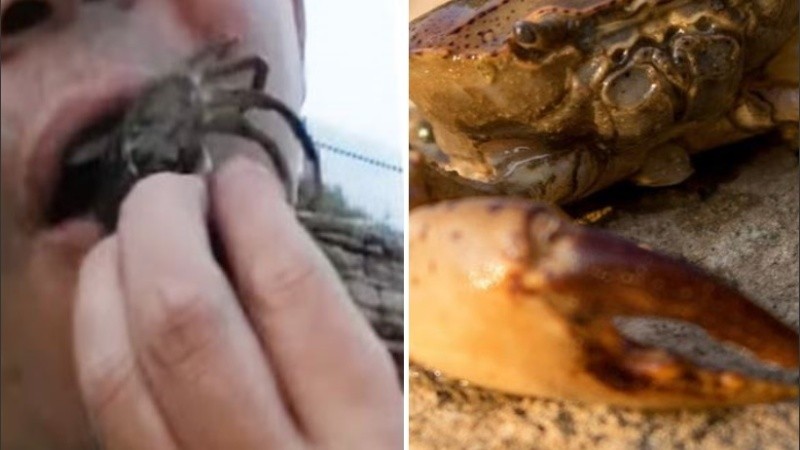 Un análisis de sangre demostró que el hombre contrajo al menos tres parásitos al ingerir el cangrejo.