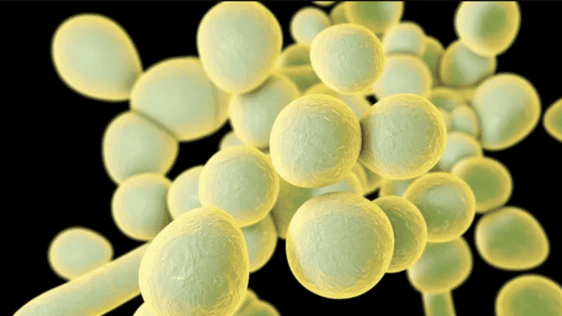 El Ministerio de Salud informó dos casos de Candida auris.