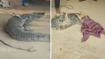 El animal fue luego liberado en su hábitat.