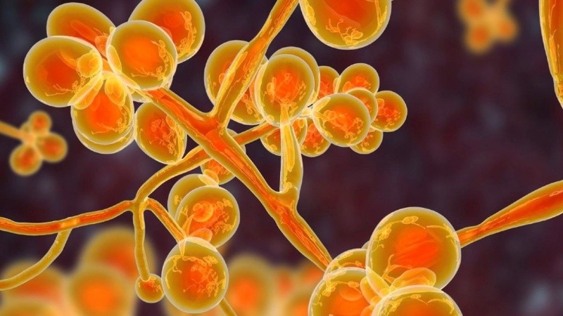 La Cándida auris fue reportada como agente causal de infecciones en humanos en al menos 47 países.