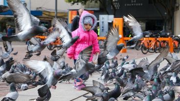 "El tratamiento tiene que hacerse en todas las plazas de Rosario. Tiene que ser un plan continuado y sostenido".