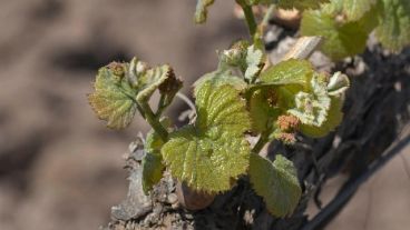Mendoza, San Juan, Río Negro, Neuquén y Catamarca son las provincias más afectadas.