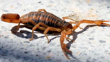 "Durante el día el alacrán se mantiene guardado para salir a la noche a cazar, la comida la busca de noche en lugares húmedos y oscuros",.