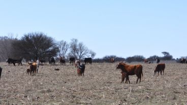 Fue prorrogado el decreto de emergencia para la bota santafesina el pasado viernes.