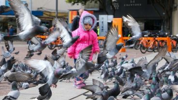 La plaza Montenegro es uno de los principales espacios donde habitan las palomas.