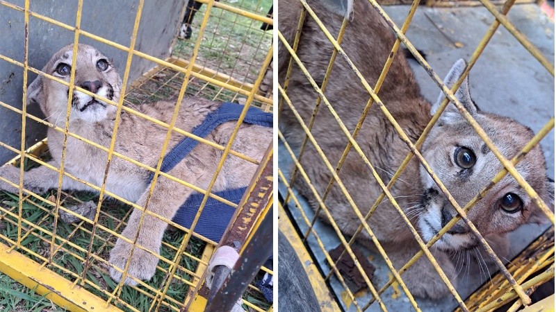 El cachorro de puma fue rescatado cerca del río.