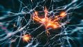 Identificaron las neuronas que restauran la capacidad de caminar tras una parálisis