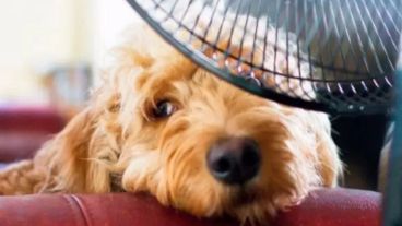 "Las temperaturas se van a mantener arriba de los 30 grados centígrados en casi todo el país por varios días,