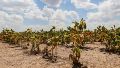 Por la sequía, la provincia declaró la emergencia agropecuaria en todo el territorio santafesino
