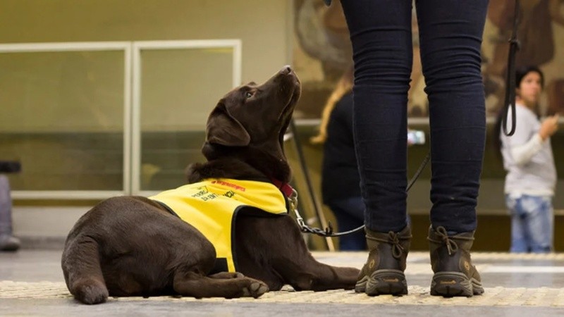 Bocalán Argentina es una asociación civil que tiene como misión las intervenciones asistidas con animales