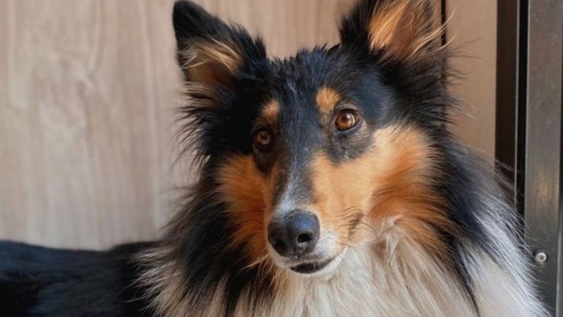 La perra reapareció este domingo y sus dueños festejaron.