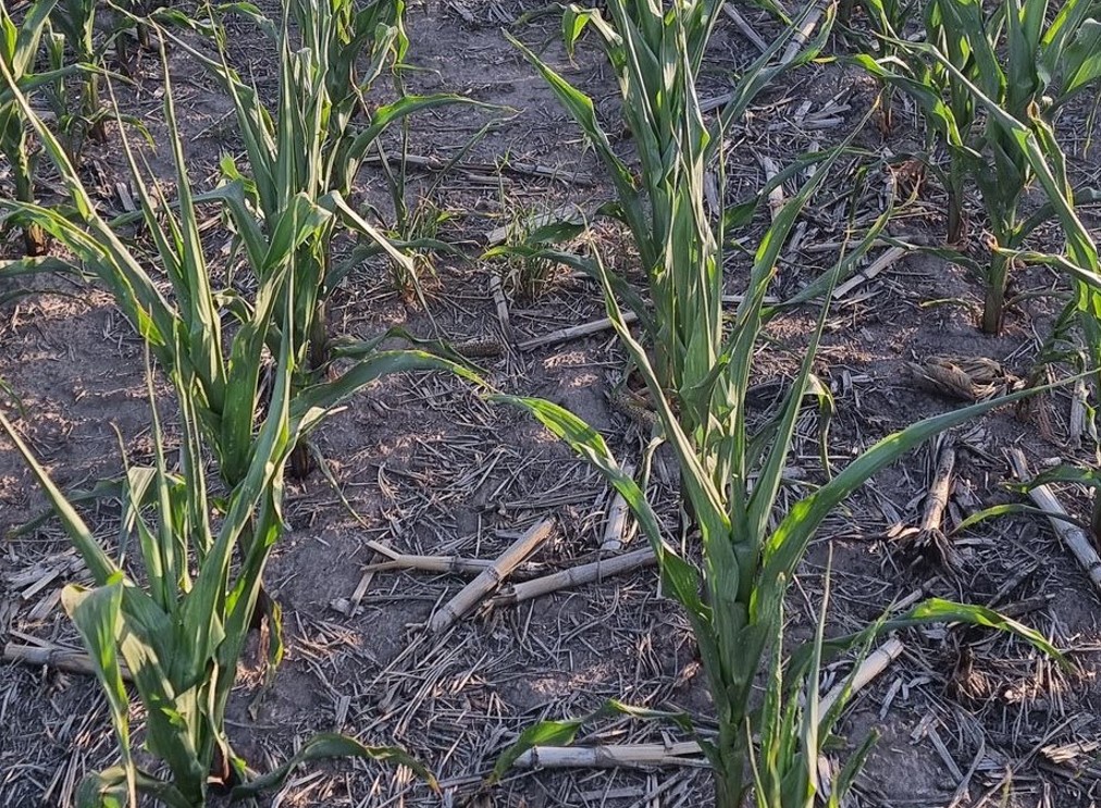 Sequía en el campo: hay 163 millones de hectáreas afectadas y más de 20 ...