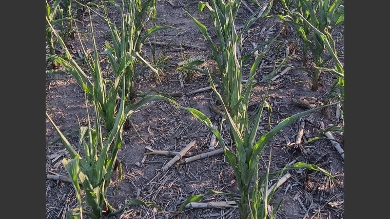 Los maíces la pasan mal en muchas regiones del país (Foto: @Turis2364)