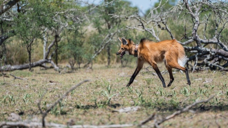La hembra de aguará guazú rescatada y luego liberada