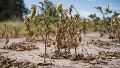 Sequía en Argentina: hay 22 millones de hectáreas en condiciones severas por la falta de lluvias
