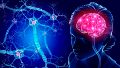 Alzheimer y un estudio alentador: confirman que un fármaco ralentiza el declive cognitivo de la enfermedad