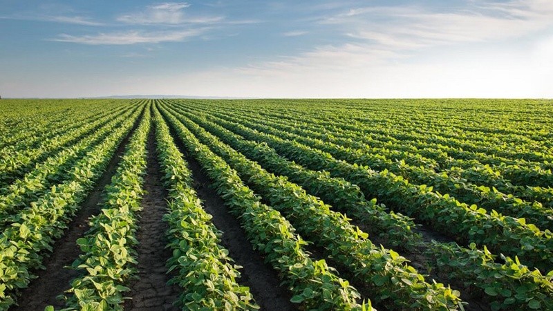 El ritmo de siembra venía disminuyendo progresivamente como consecuencia de la seguía.