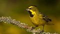 Ciencias Naturales: Declaran Monumento Natural Provincial a dos aves que habitan bajos Submeridionales