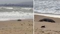 Video: 2.500 focas en peligro de extinción fueron encontradas muertas en el mar Caspio