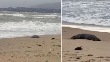Los cuerpos están absolutamente enteros y ya llevan dos semanas muertos.
