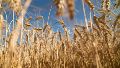 Advierten que se perderán 2 mil millones de dólares en exportaciones de trigo y cebada por la sequía