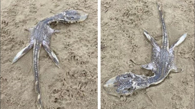 Fotos: una rara criatura marina fue encontrada en una playa del Reino Unido  y apodada 
