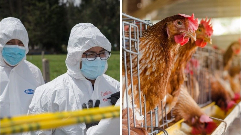 El brote de influenza aviar corresponde al subtipo H5N1.