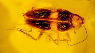 No hay descendientes de este tipo de cucaracha en República Dominicana.