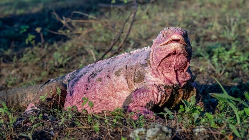 Actualmente la población total sería de alrededor de 200 a 300 ejemplares.