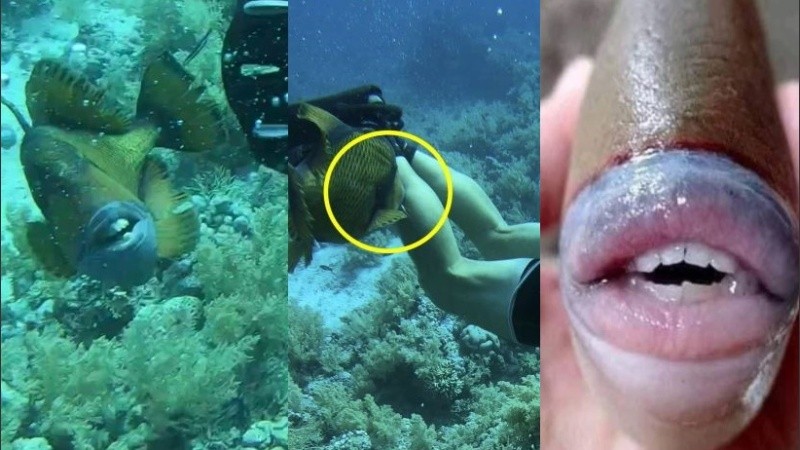 Los peces ballesta a menudo se encuentran en hábitats costeros.