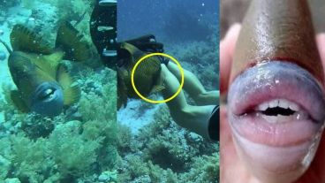 Los peces ballesta a menudo se encuentran en hábitats costeros.