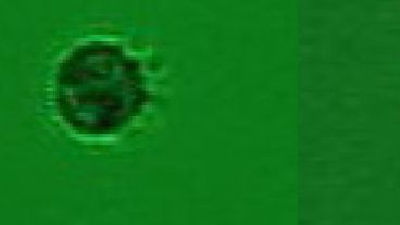 ESto podría cambiar el entendimiento del ciclo del carbono.