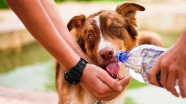 Es fundamental mantener a los perros hidratados