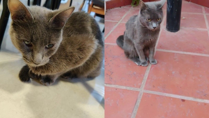 Algunas imágenes de Picolino, el gato robado cuando era llevado al veterinario.
