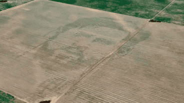 La cara de Messi con plantas de maíz.