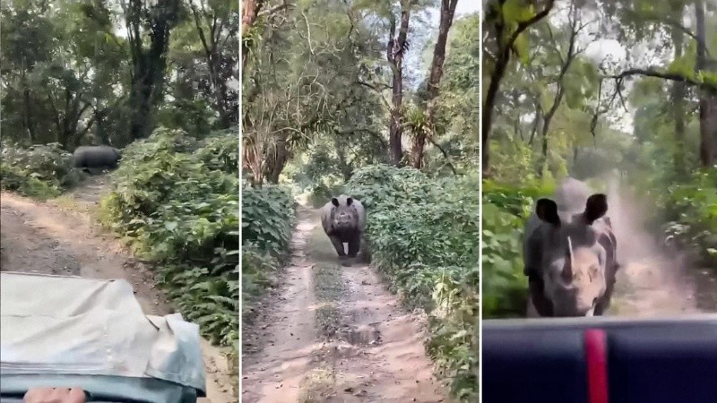 El rinoceronte corrió tras los turistas durante varios kilómetros.