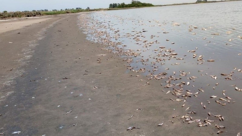 Los peces muertos se siguen apilando sobre la orilla de la laguna de Villa Cañas.