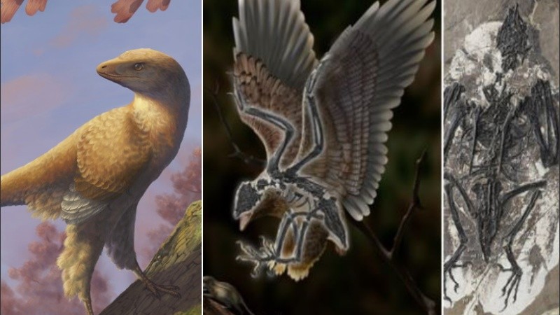 El fósil de 120 millones de años de antigüedad fue bautizado 