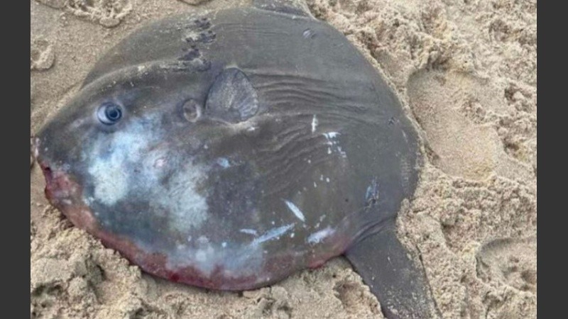 El pez luna está clasificado como vulnerable en la Lista Roja de Especies Amenazadas.